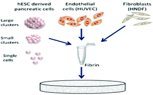 Graphical abstract: The effect of endothelial cells on hESC-derived pancreatic progenitors in a 3D environment