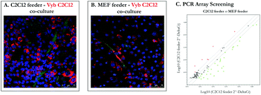 Graphical abstract: IL-12 involvement in myogenic differentiation of C2C12 in vitro