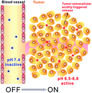 Graphical abstract: Tumor extracellular acidity activated “off–on” release of bortezomib from a biocompatible dendrimer