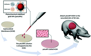 Graphical abstract: Accelerated healing of cutaneous wounds using phytochemically stabilized gold nanoparticle deposited hydrocolloid membranes