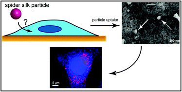 Graphical abstract: Enhanced cellular uptake of engineered spider silk particles