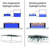 Graphical abstract: Density gradients at hydrogel interfaces for enhanced cell penetration