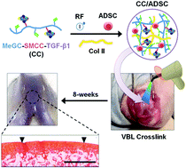 Graphical abstract: Covalently conjugated transforming growth factor-β1 in modular chitosan hydrogels for the effective treatment of articular cartilage defects