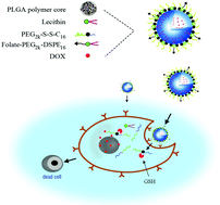 Graphical abstract: Folate-containing reduction-sensitive lipid–polymer hybrid nanoparticles for targeted delivery of doxorubicin
