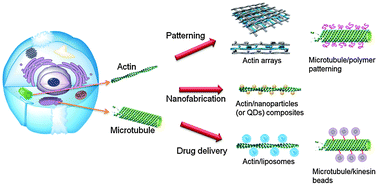 Graphical abstract: Using cell structures to develop functional nanomaterials and nanostructures – case studies of actin filaments and microtubules