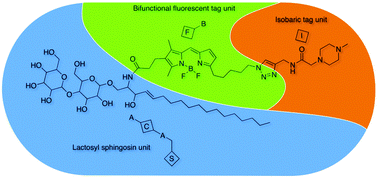 Graphical abstract: Syntheses of lactosyl ceramide analogues carrying novel bifunctional BODIPY dyes directed towards the differential analysis of multiplexed glycosphingolipids by MS/MS using iTRAQ