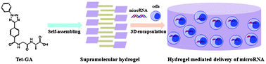 Graphical abstract: A supramolecular hydrogel as a carrier to deliver microRNA into the encapsulated cells