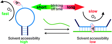 Graphical abstract: Blinking triggered by the change in the solvent accessibility of a fluorescent molecule