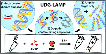 Graphical abstract: Simultaneous elimination of carryover contamination and detection of DNA with uracil-DNA-glycosylase-supplemented loop-mediated isothermal amplification (UDG-LAMP)