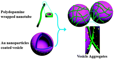 Graphical abstract: Three-component vesicle aggregation driven by adhesion interactions between Au nanoparticles and polydopamine-coated nanotubes