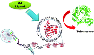 Graphical abstract: Advances in the molecular design of potential anticancer agents via targeting of human telomeric DNA