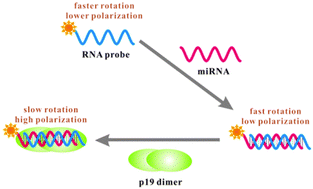 Graphical abstract: The rapid detection of microRNA based on p19-enhanced fluorescence polarization