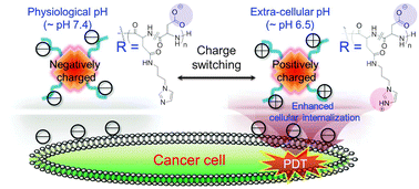 Graphical abstract: A charge-switchable, four-armed polymeric photosensitizer for photodynamic cancer therapy
