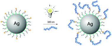 Graphical abstract: Light-induced modification of silver nanoparticles with functional polymers