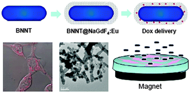 Graphical abstract: Multimodal luminescent-magnetic boron nitride nanotubes@NaGdF4:Eu structures for cancer therapy