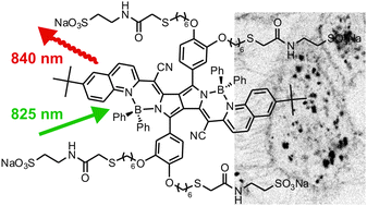 Graphical abstract: Water-soluble pyrrolopyrrole cyanine (PPCy) NIR fluorophores