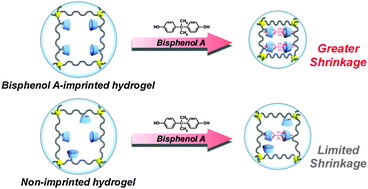 Graphical abstract: Target molecule-responsive hydrogels designed via molecular imprinting using bisphenol A as a template