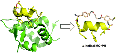 Graphical abstract: Designer macrocyclic organo-peptide hybrids inhibit the interaction between p53 and HDM2/X by accommodating a functional α-helix
