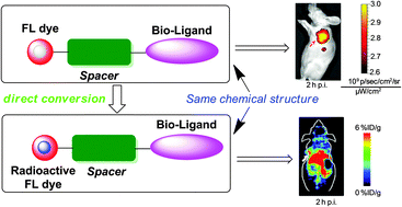 Graphical abstract: Efficient synthesis of fluorescent-PET probes based on [18F]BODIPY dye