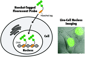 Graphical abstract: Hoechst tagging: a modular strategy to design synthetic fluorescent probes for live-cell nucleus imaging