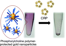 Graphical abstract: Label-free detection of C-reactive protein using highly dispersible gold nanoparticles synthesized by reducible biomimetic block copolymers