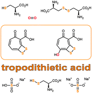 Graphical abstract: Biosynthesis of the antibiotic tropodithietic acid by the marine bacterium Phaeobacter inhibens