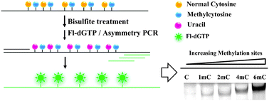 Graphical abstract: Qualitative and quantitative detection of methylation at CpG sites using the fluorescein-dGTP incorporated asymmetric PCR assay strategy