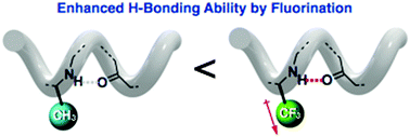 Graphical abstract: Stabilization of β-peptide helices by direct attachment of trifluoromethyl groups to peptide backbones