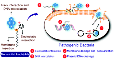 Graphical abstract: A prospective antibacterial for drug-resistant pathogens: a dual warhead amphiphile designed to track interactions and kill pathogenic bacteria by membrane damage and cellular DNA cleavage