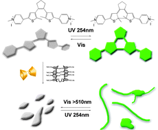 Graphical abstract: A photochromic supramolecular polymer based on bis-p-sulfonatocalix[4]arene recognition in aqueous solution