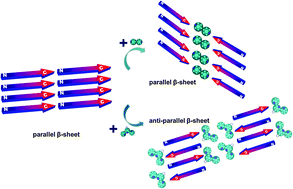 Graphical abstract: Transformation of β-sheet structures of the amyloid peptide induced by molecular modulators