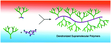 Graphical abstract: Dendronized supramolecular polymers