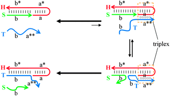 Graphical abstract: Reporting transient molecular events by DNA strand displacement
