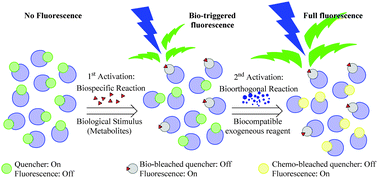 Graphical abstract: Bio-specific and bio-orthogonal chemistries to switch-off the quencher of a FRET-based fluorescent probe: application to living-cell biothiol imaging