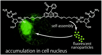 Graphical abstract: Accumulation of supramolecular nanoparticles self-assembled from a bola-shaped cytidylic acid-appended fluorescein dye in cell nuclei