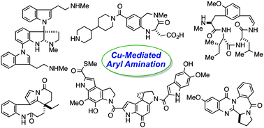 Graphical abstract: Copper-mediated aromatic amination reaction and its application to the total synthesis of natural products