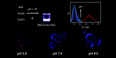 Graphical abstract: One-pot synthesis of fluorescent BSA–Ce/Au nanoclusters as ratiometric pH probes