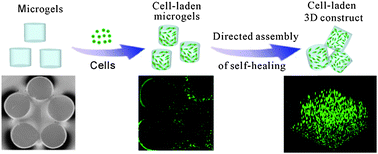 Graphical abstract: Directed self-assembly of polypeptide-engineered physical microgels for building porous cell-laden hydrogels
