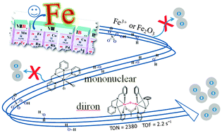 Graphical abstract: An efficient oxygen evolving catalyst based on a μ-O diiron coordination complex