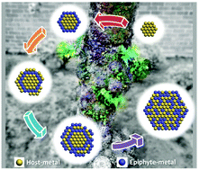 Graphical abstract: Learning from nature: introducing an epiphyte–host relationship in the synthesis of alloy nanoparticles by co-reduction methods