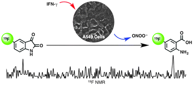 Graphical abstract: 19F magnetic resonance probes for live-cell detection of peroxynitrite using an oxidative decarbonylation reaction