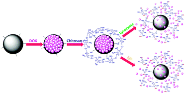 Graphical abstract: Dual stimuli-responsive nano-vehicles for controlled drug delivery: mesoporous silica nanoparticles end-capped with natural chitosan