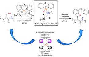 Graphical abstract: Cyclometalated gold(iii) complexes for chemoselective cysteine modification via ligand controlled C–S bond-forming reductive elimination