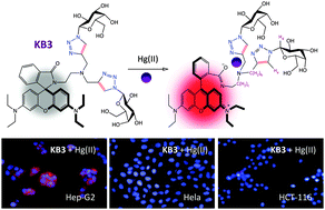 Graphical abstract: Hepatoma-selective imaging of heavy metal ions using a ‘clicked’ galactosylrhodamine probe