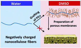 Graphical abstract: Omnidispersible poly(ionic liquid)-functionalized cellulose nanofibrils: surface grafting and polymer membrane reinforcement
