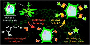 Graphical abstract: A click chemistry strategy for visualization of plant cell wall lignification