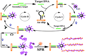 Graphical abstract: A highly sensitive surface plasmon resonance sensor for the detection of DNA and cancer cells by a target-triggered multiple signal amplification strategy