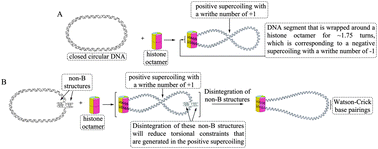 Graphical abstract: Positive supercoiling affiliated with nucleosome formation repairs non-B DNA structures