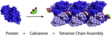 Graphical abstract: Protein assembly mediated by sulfonatocalix[4]arene