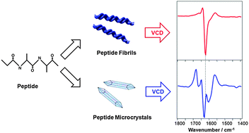 Graphical abstract: Supramolecular chirality in peptide microcrystals
